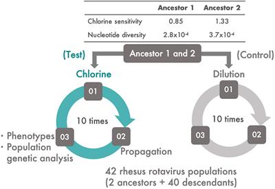 The Intrapopulation Genetic Diversity of RNA Virus May Influence the Sensitivity of Chlorine Disinfection